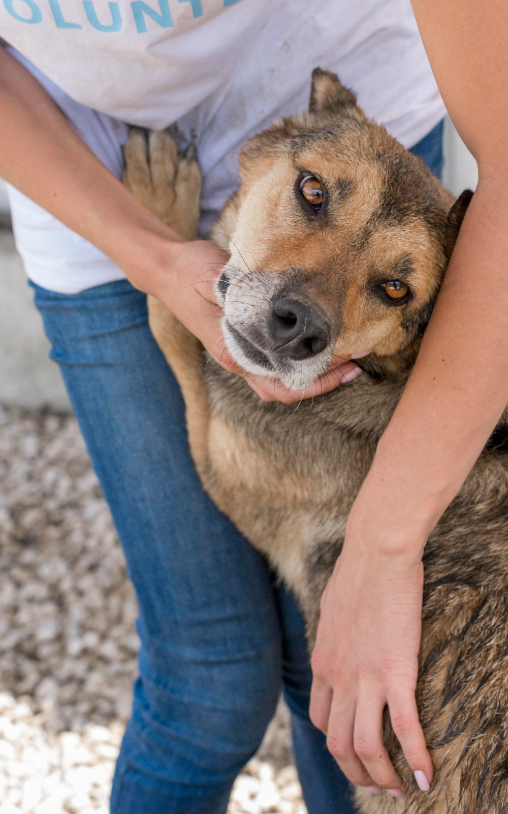 Animales disponibles para adopción