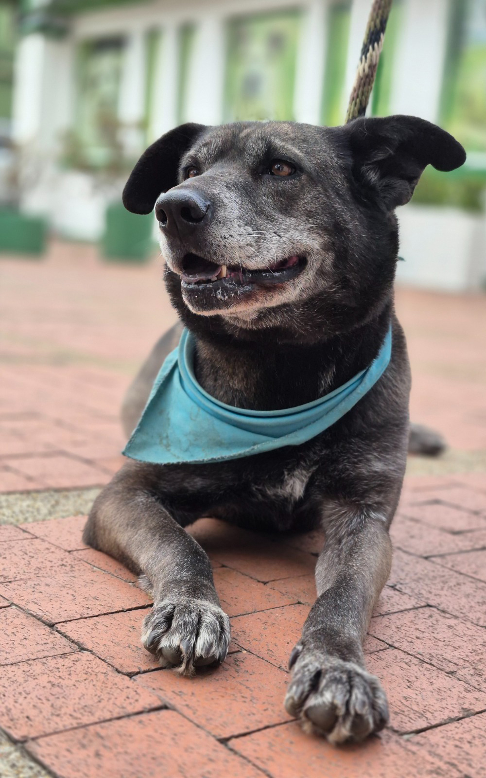 Beneficios de adoptar con el IDPYBA