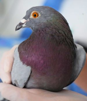 Sinantropicos6