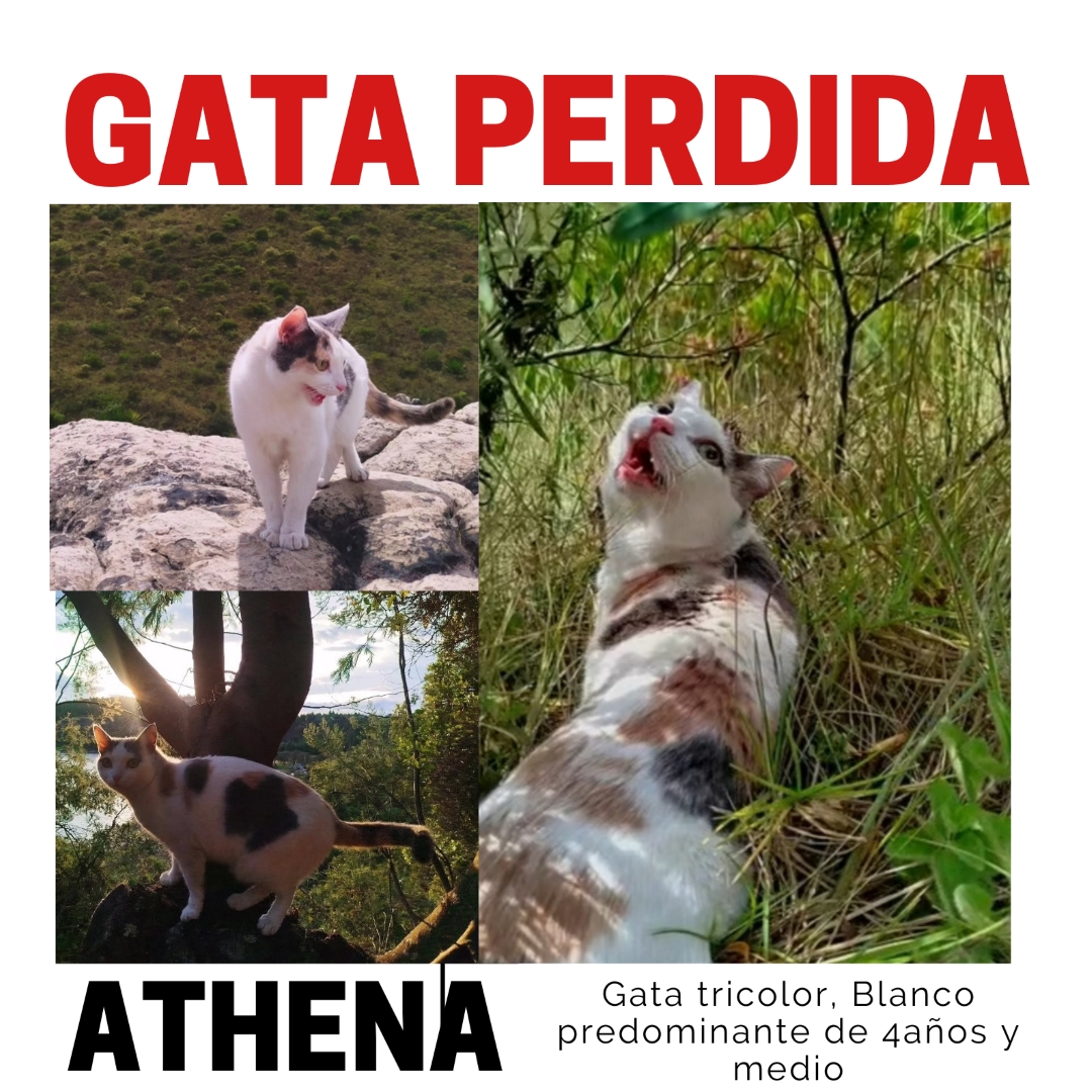Athena