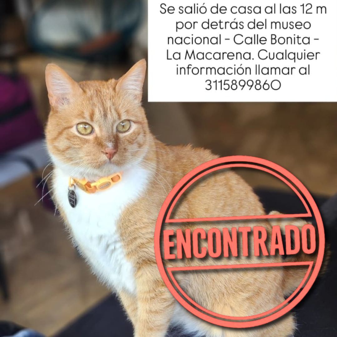 Gato Paco La Macarena