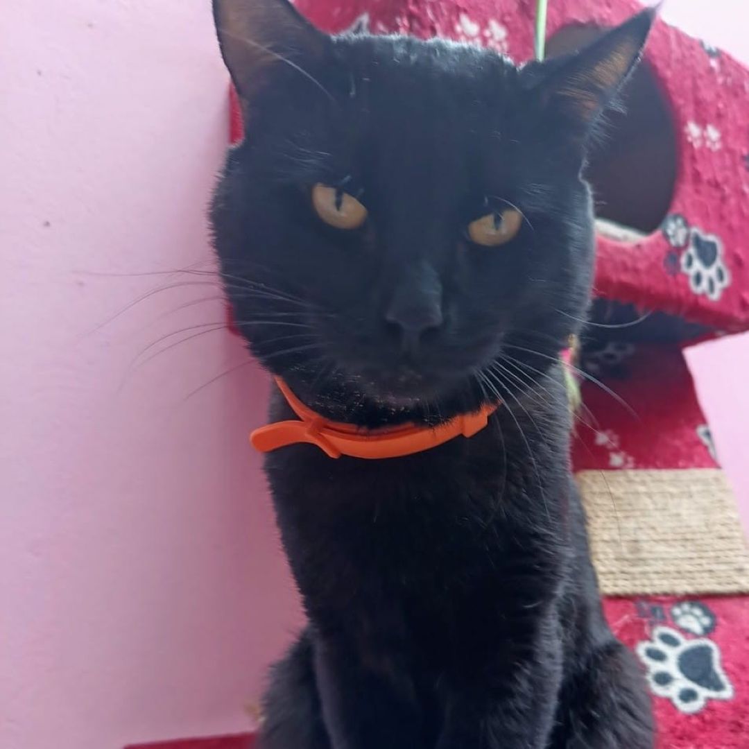 Gato Frijolito
