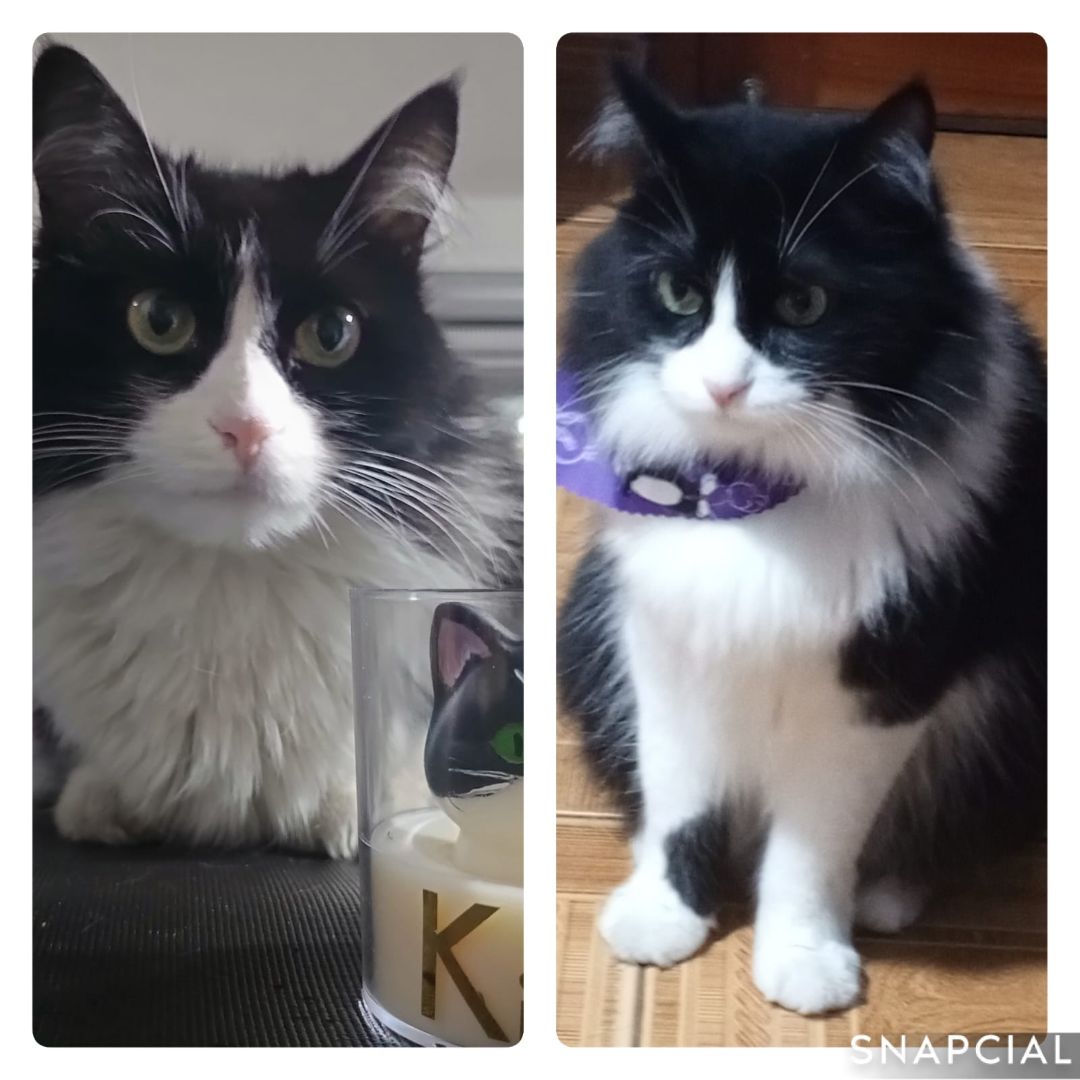 Gata Kira