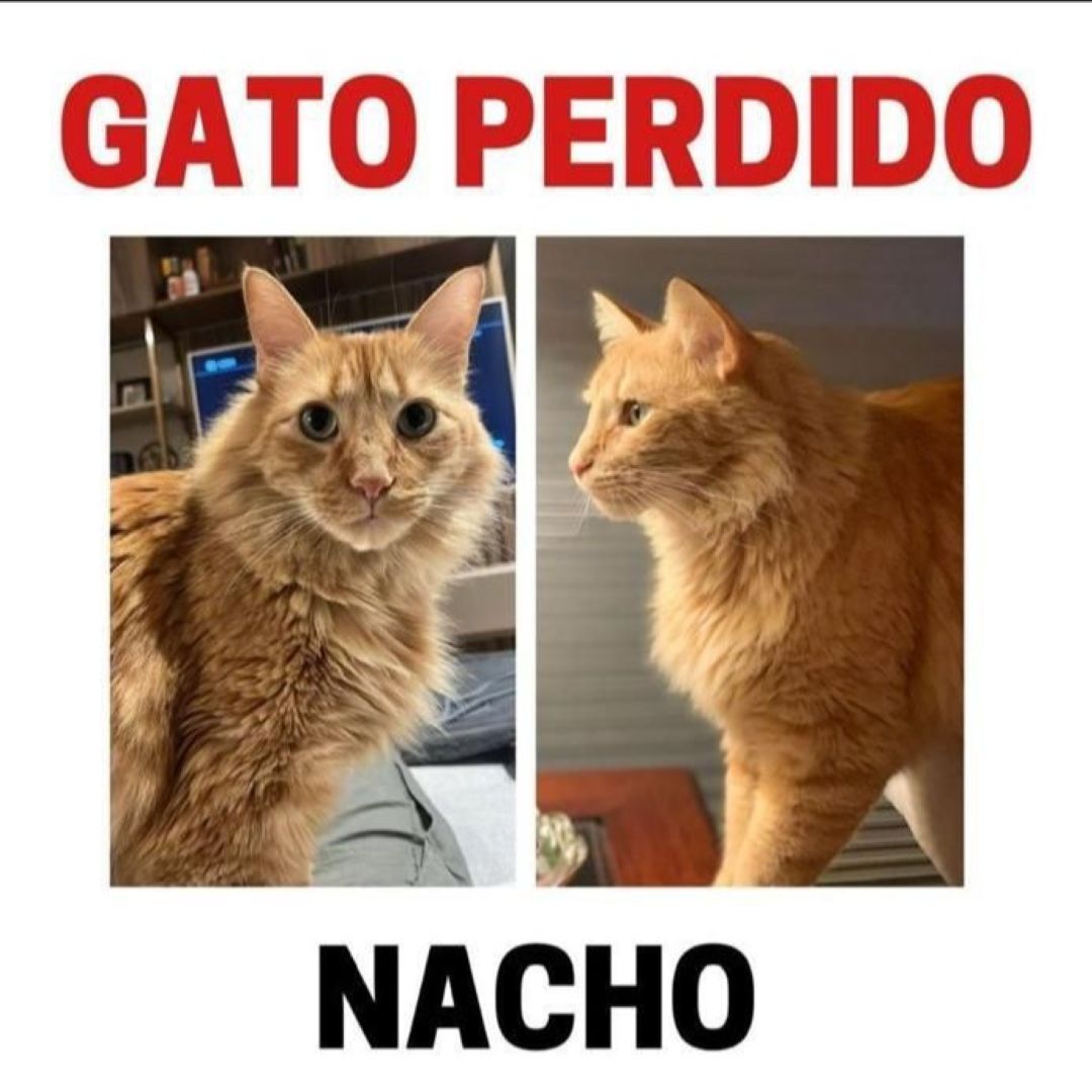 Gato Nacho