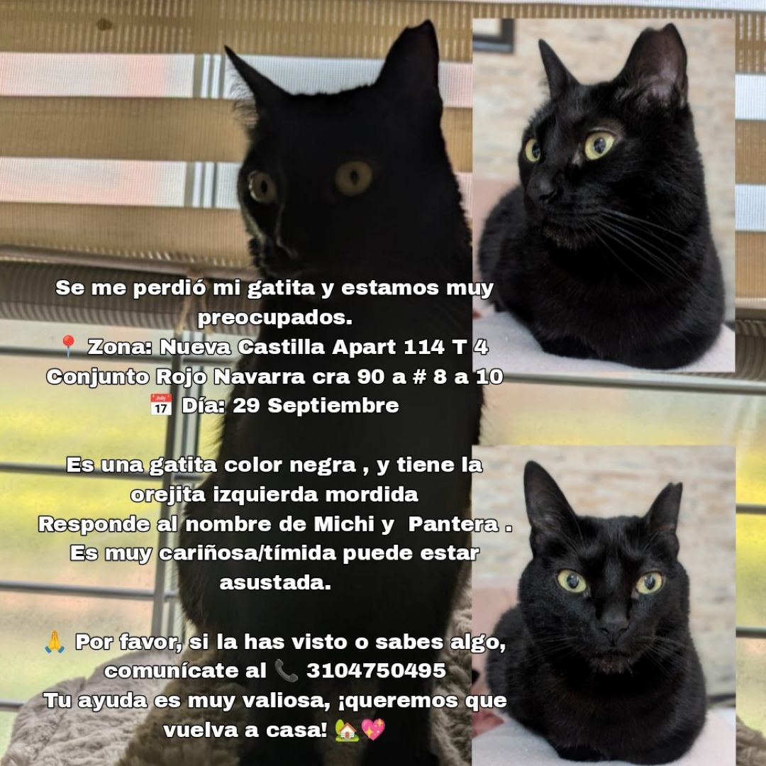 Gato Michi