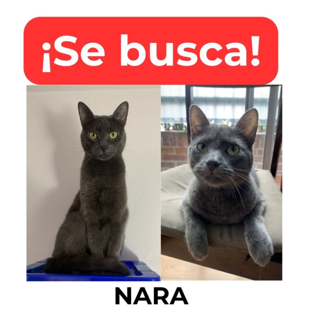Gato Nara