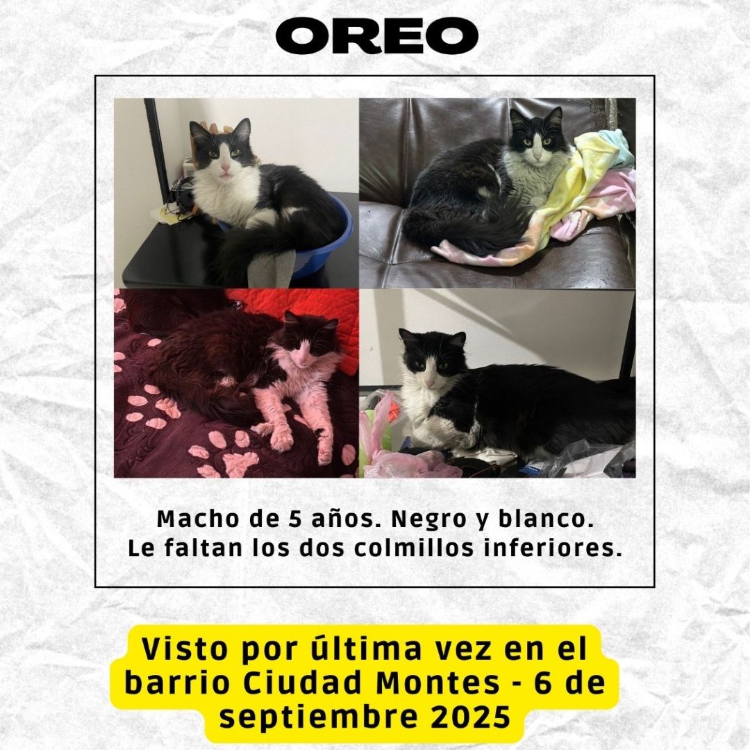 Gato Oreo