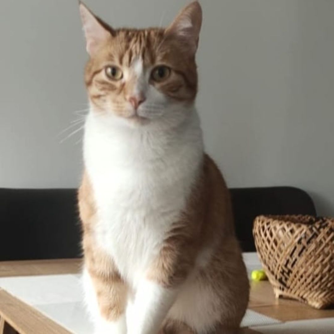 Gato Niño
