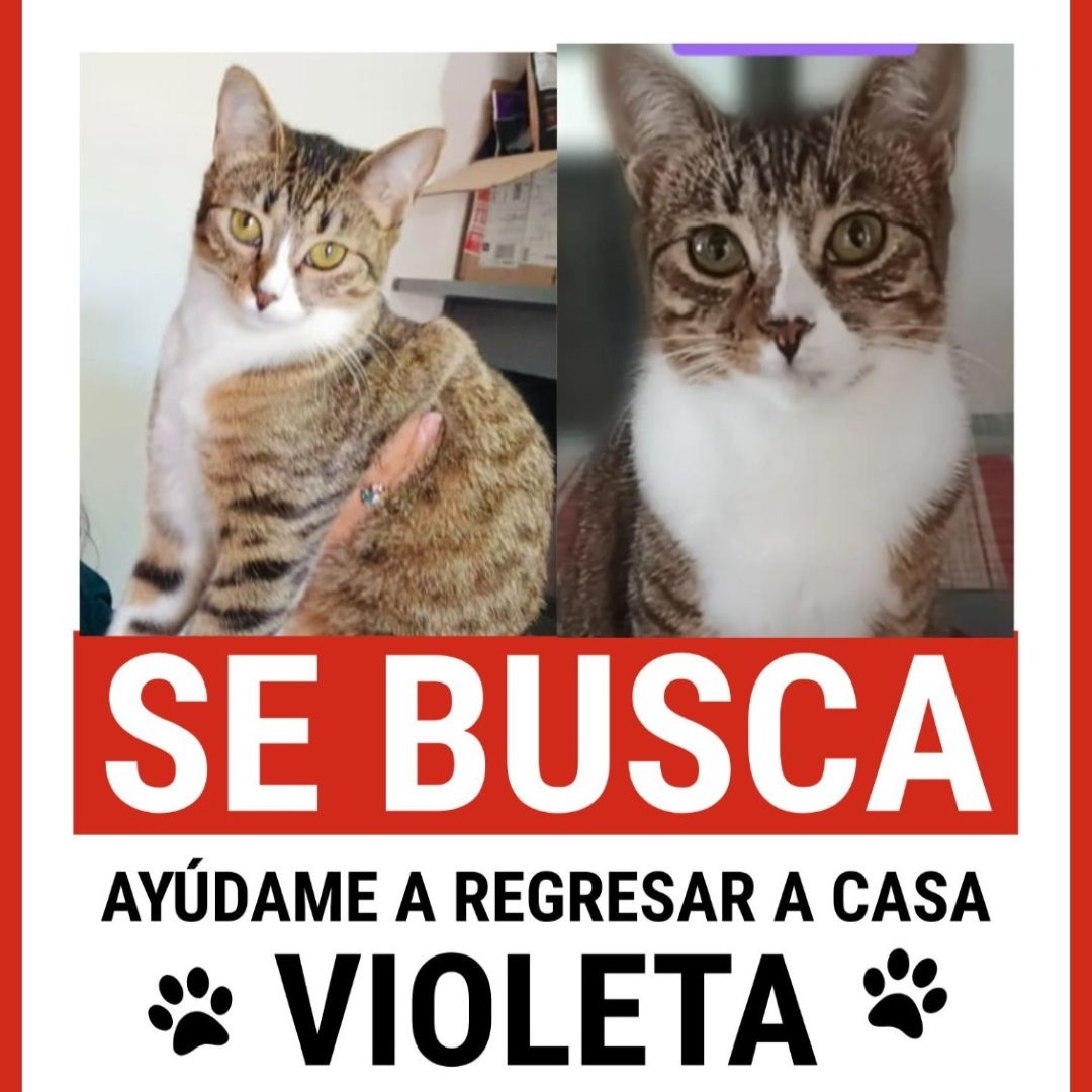 Gato Violeta