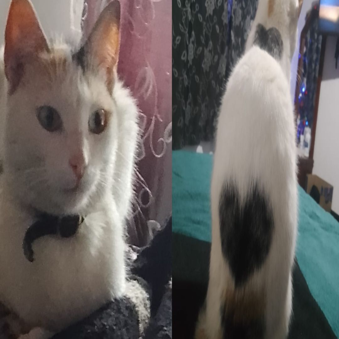 Gato Mía
