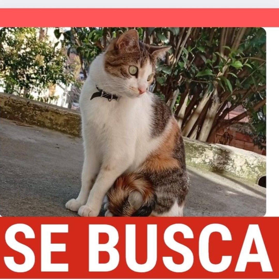 Gato Dulce