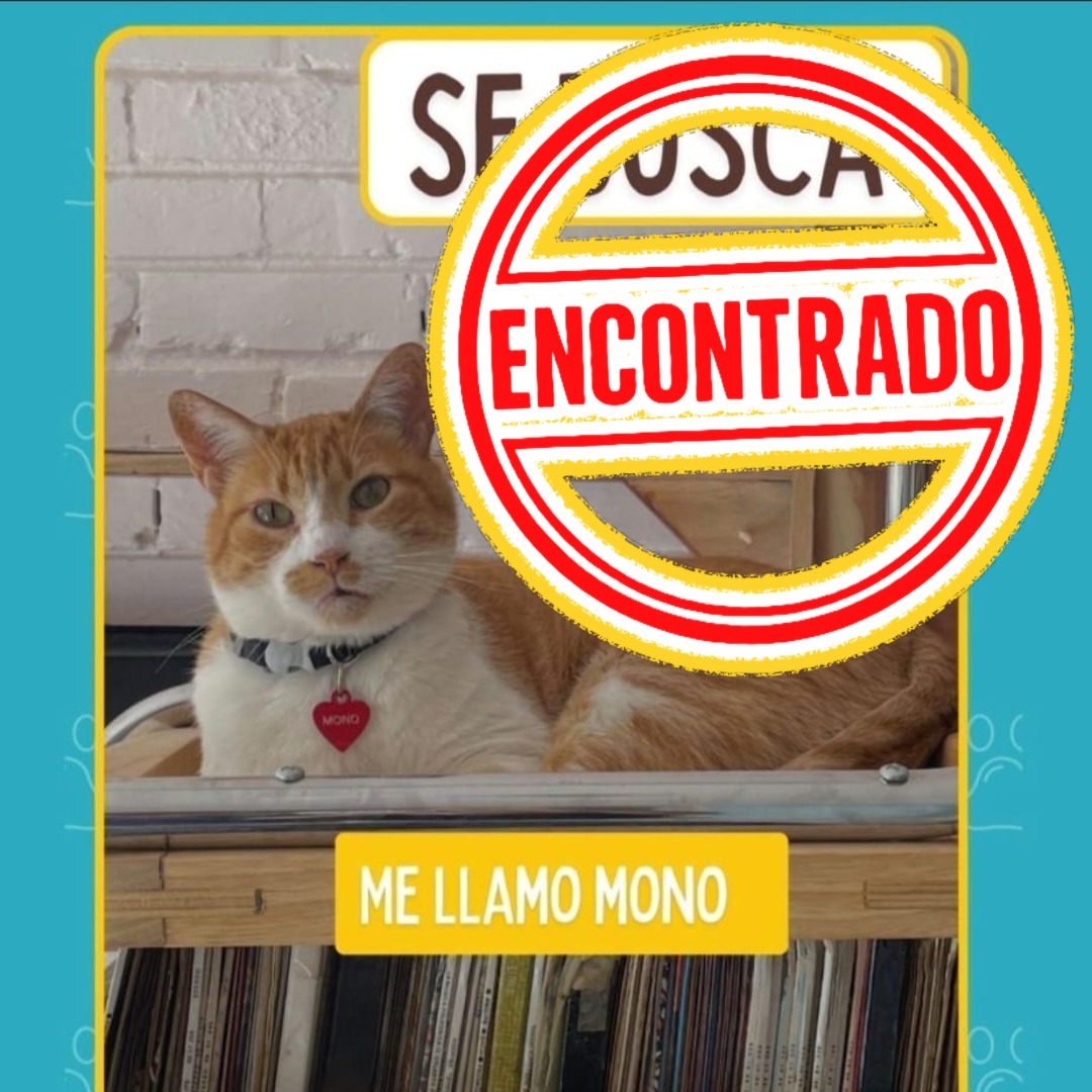 Gato Mono