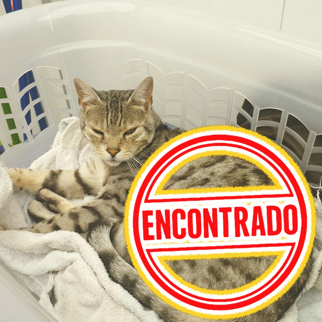 Gato Chanel