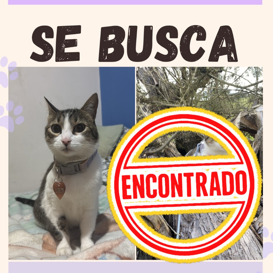 Gato Luna
