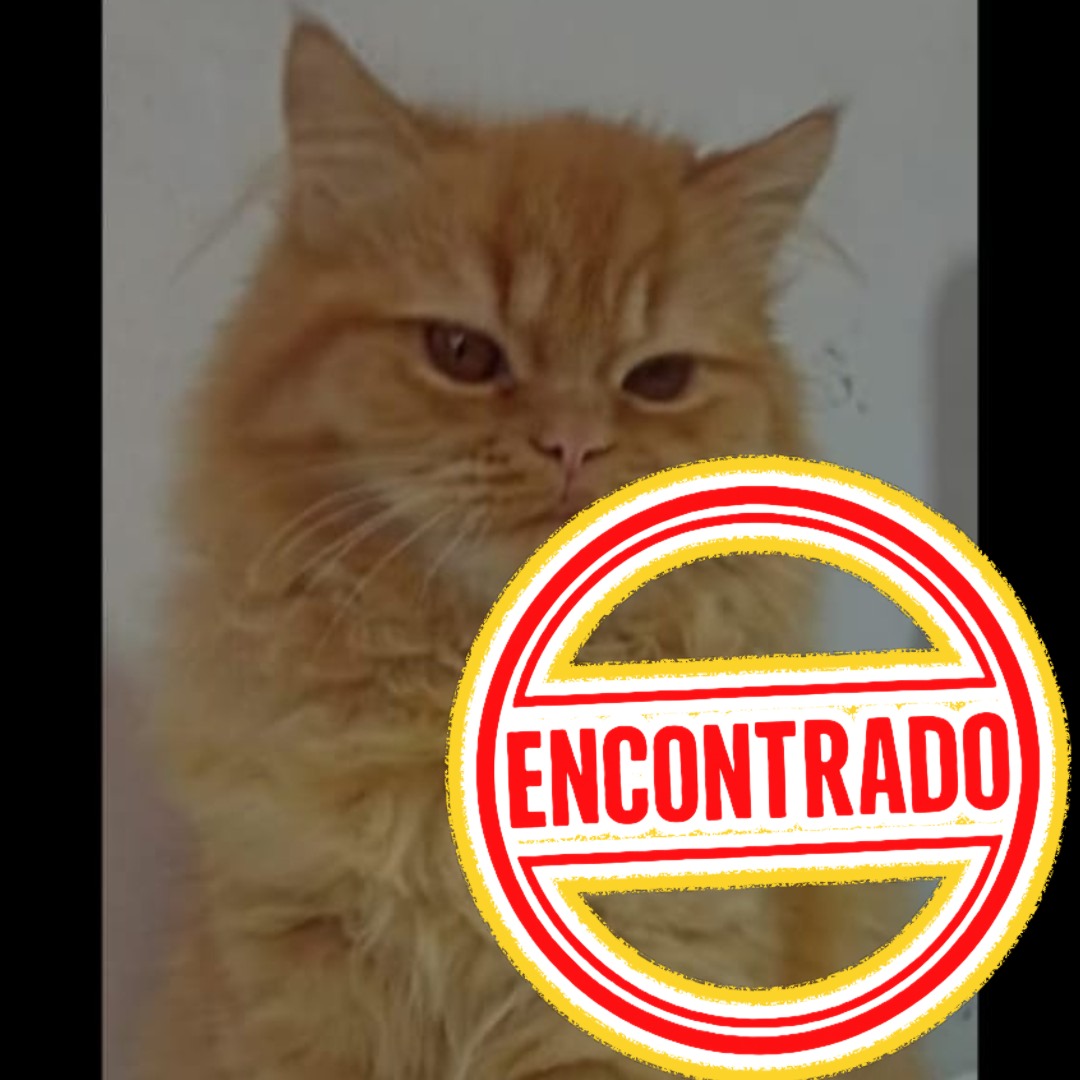 Gato Zeus