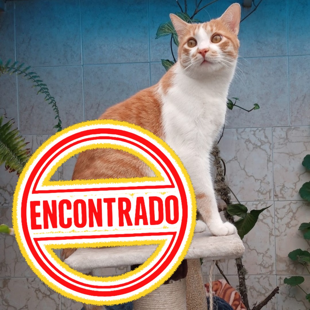 Gato Mono