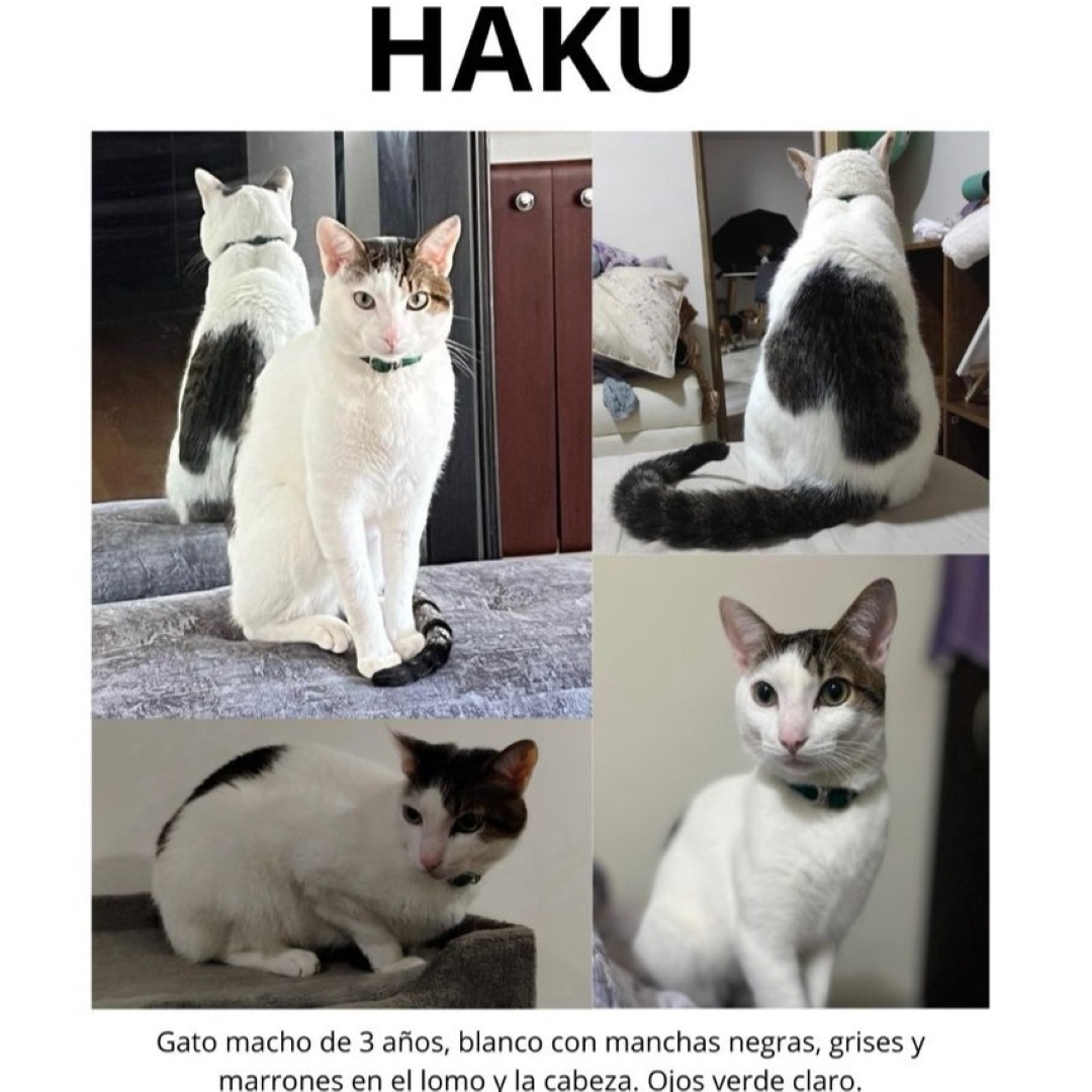 Gato Haku