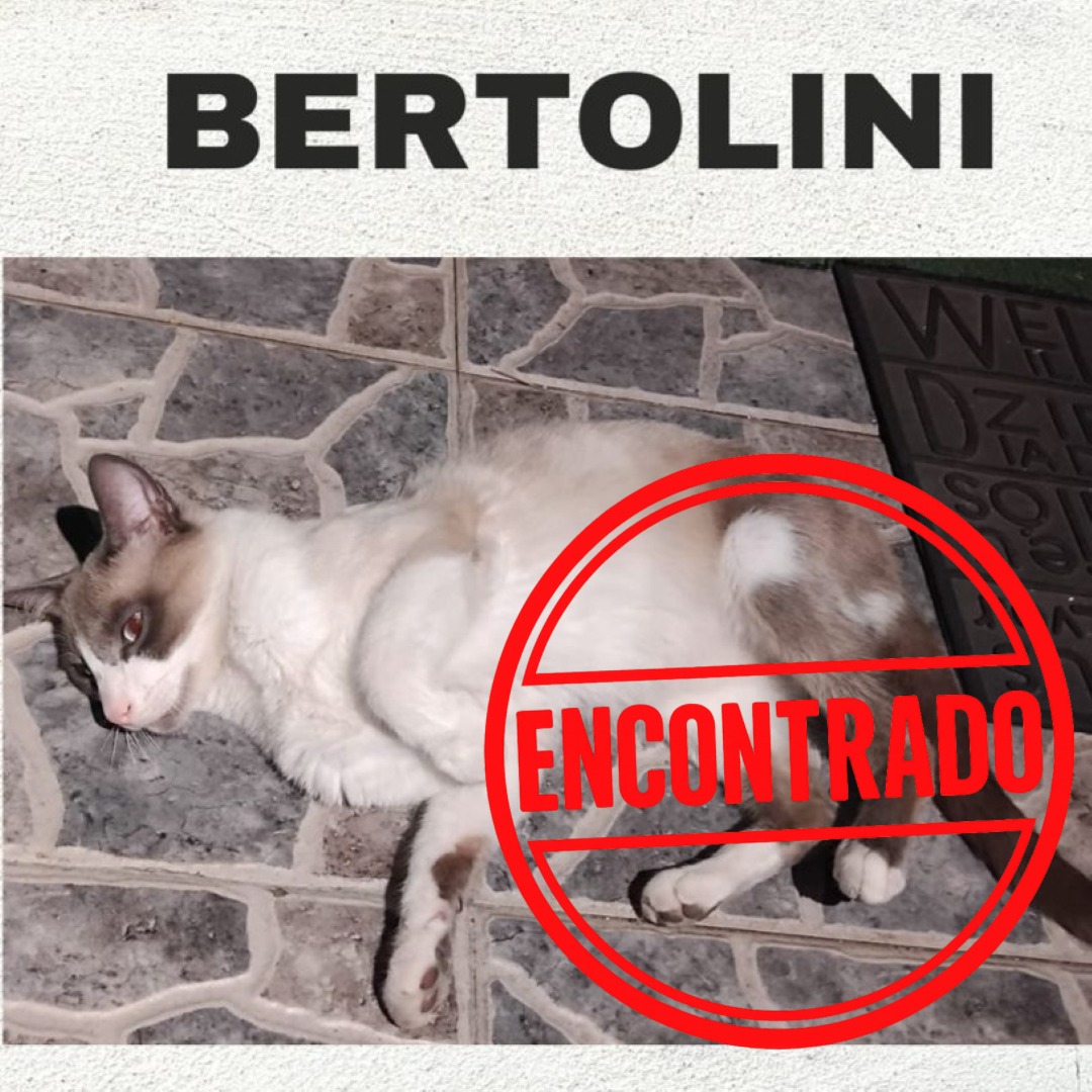 Gato Bertolini