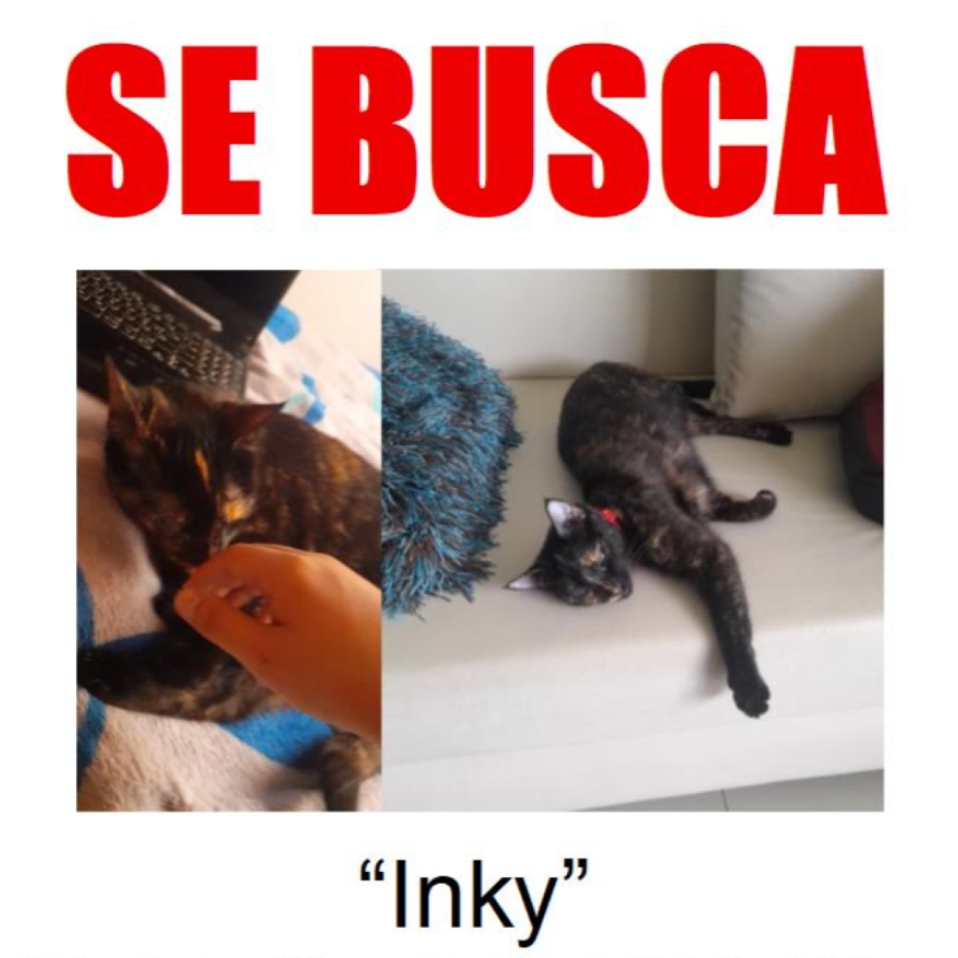Gato Inky