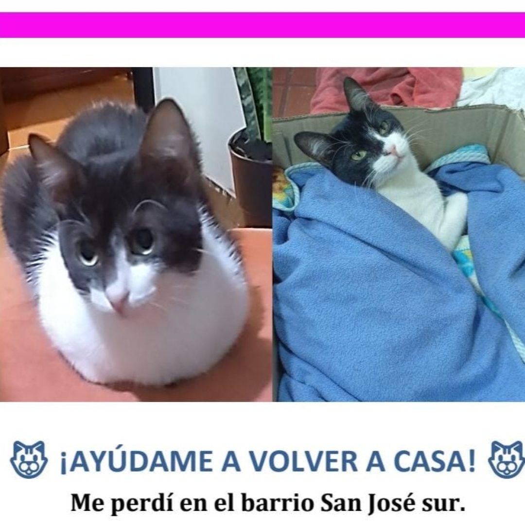 Gato Campanita