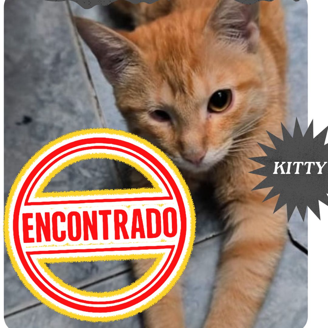 Gato Kitty