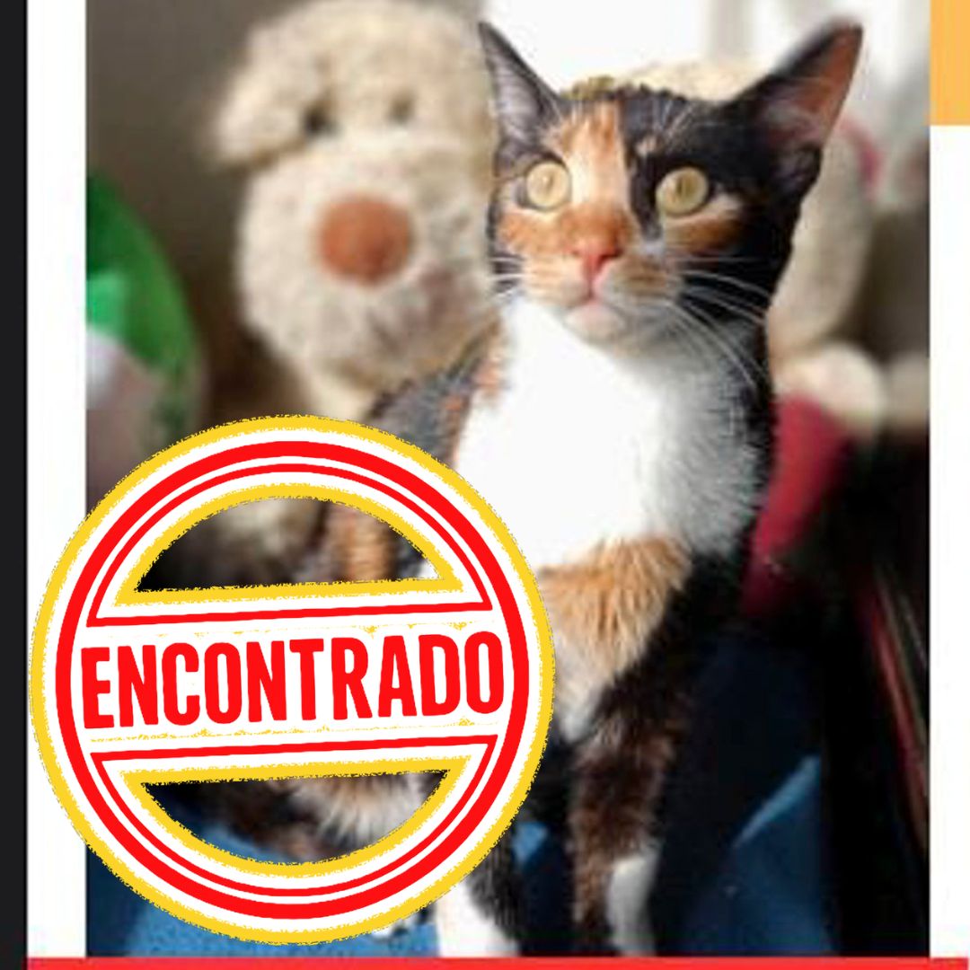 GATO ECLIPSE