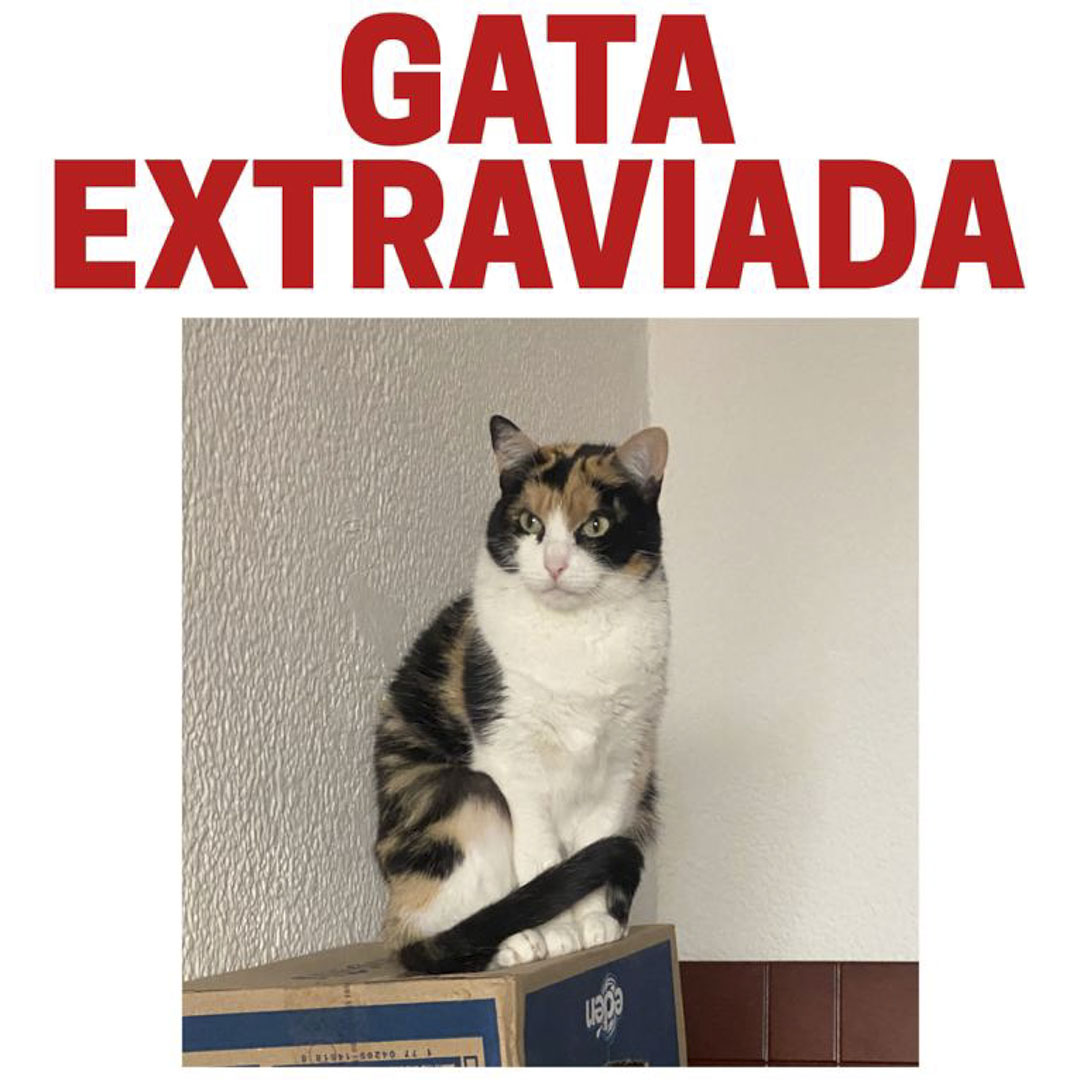 Gato Freya