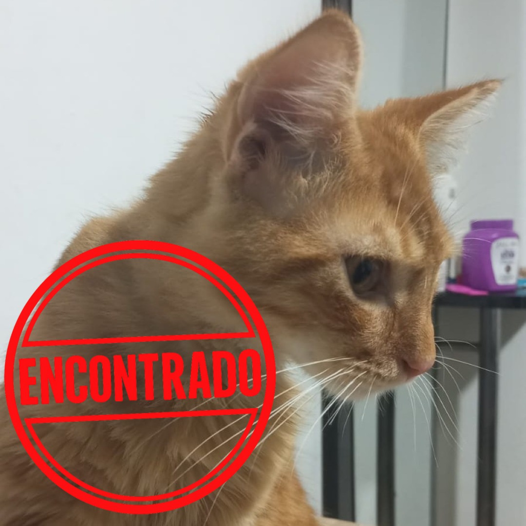 gATO NIÑO