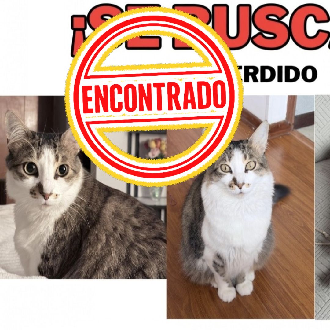 Gato Tabby