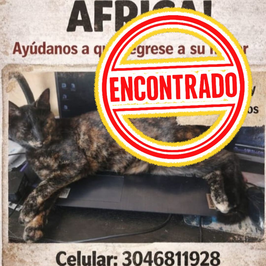 Gato África