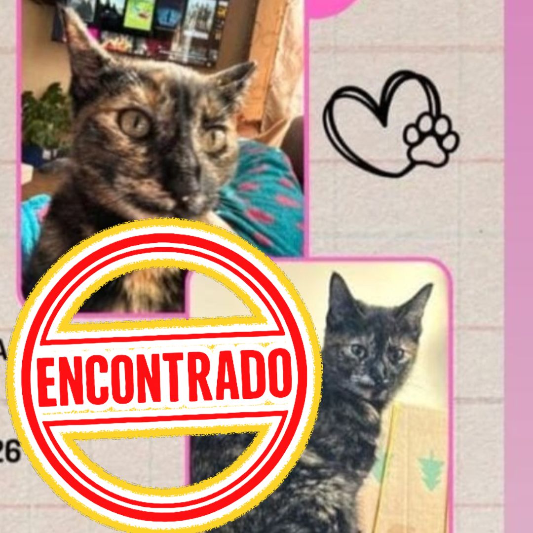 Gato Sally