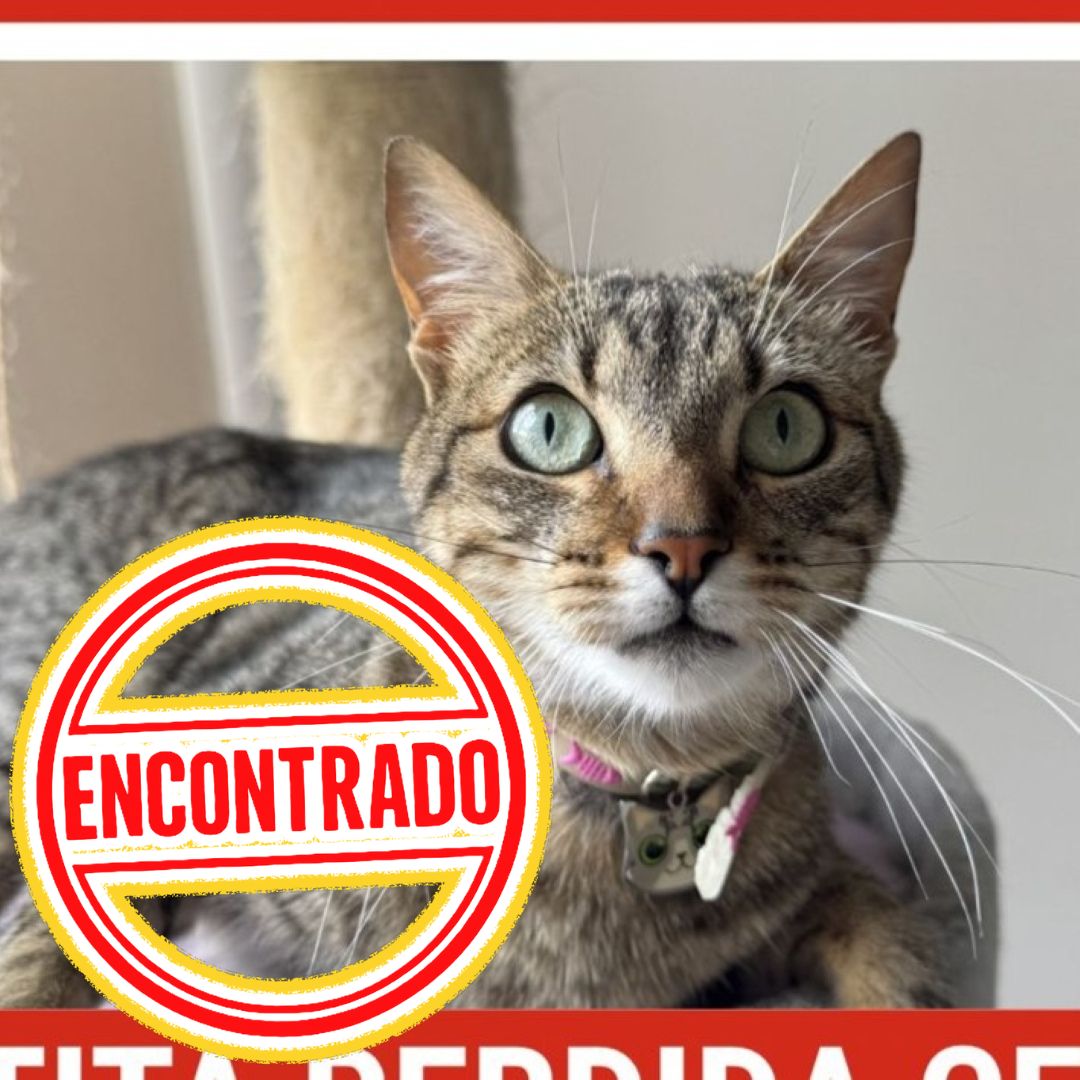 Gato Hera
