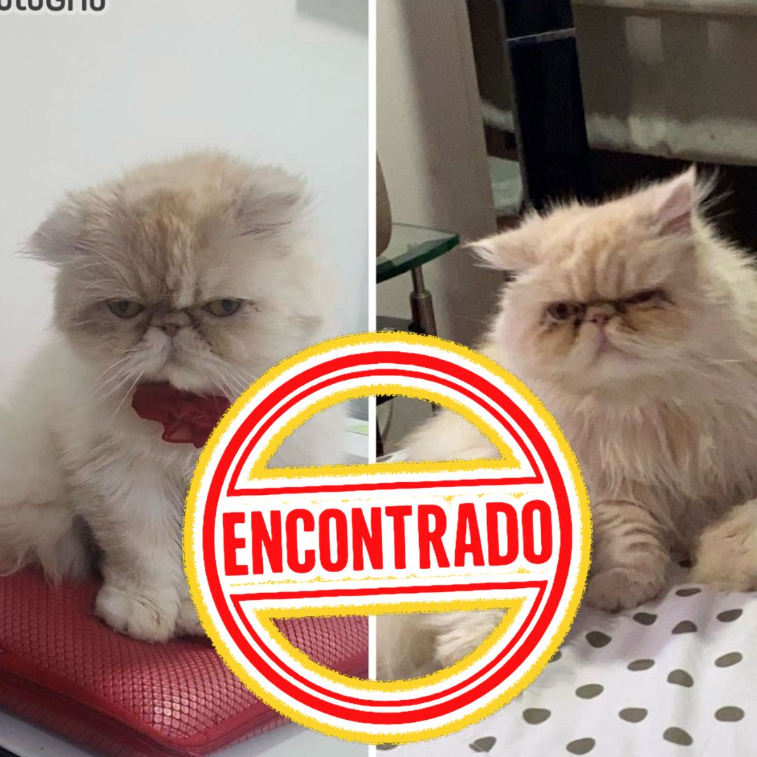 Gato Luna