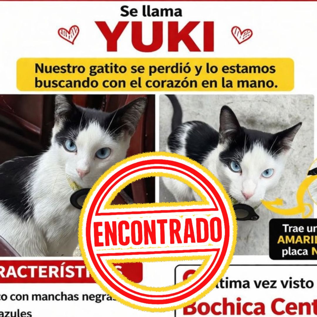 Perro Yuki