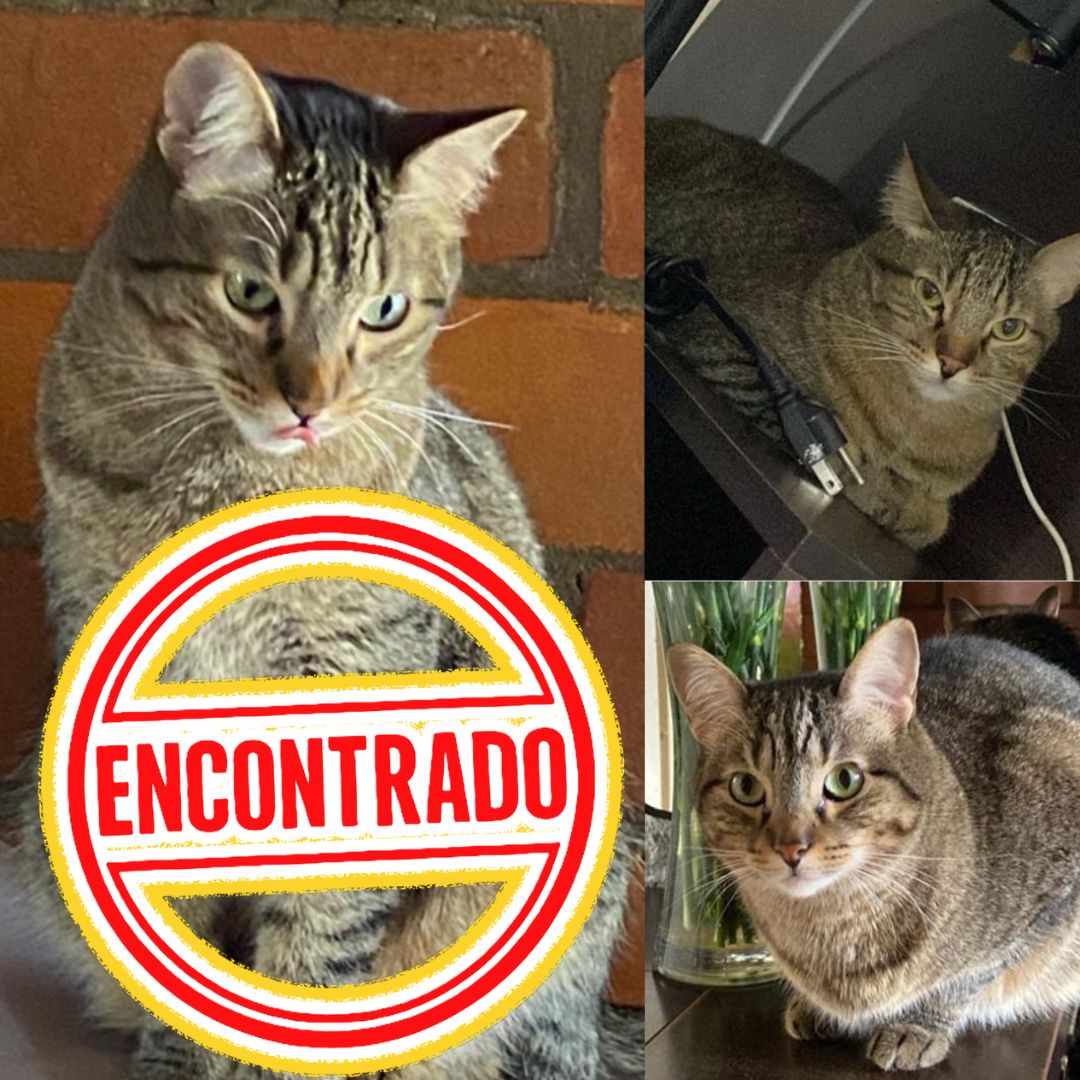GATO NINA
