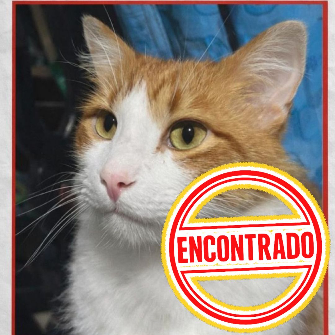 Gato Adrick