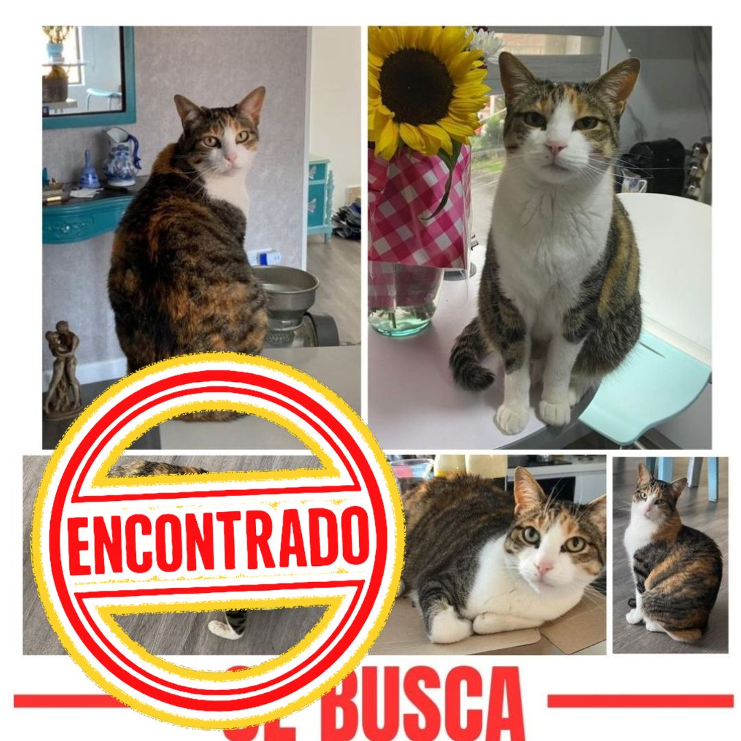 Gato Mía