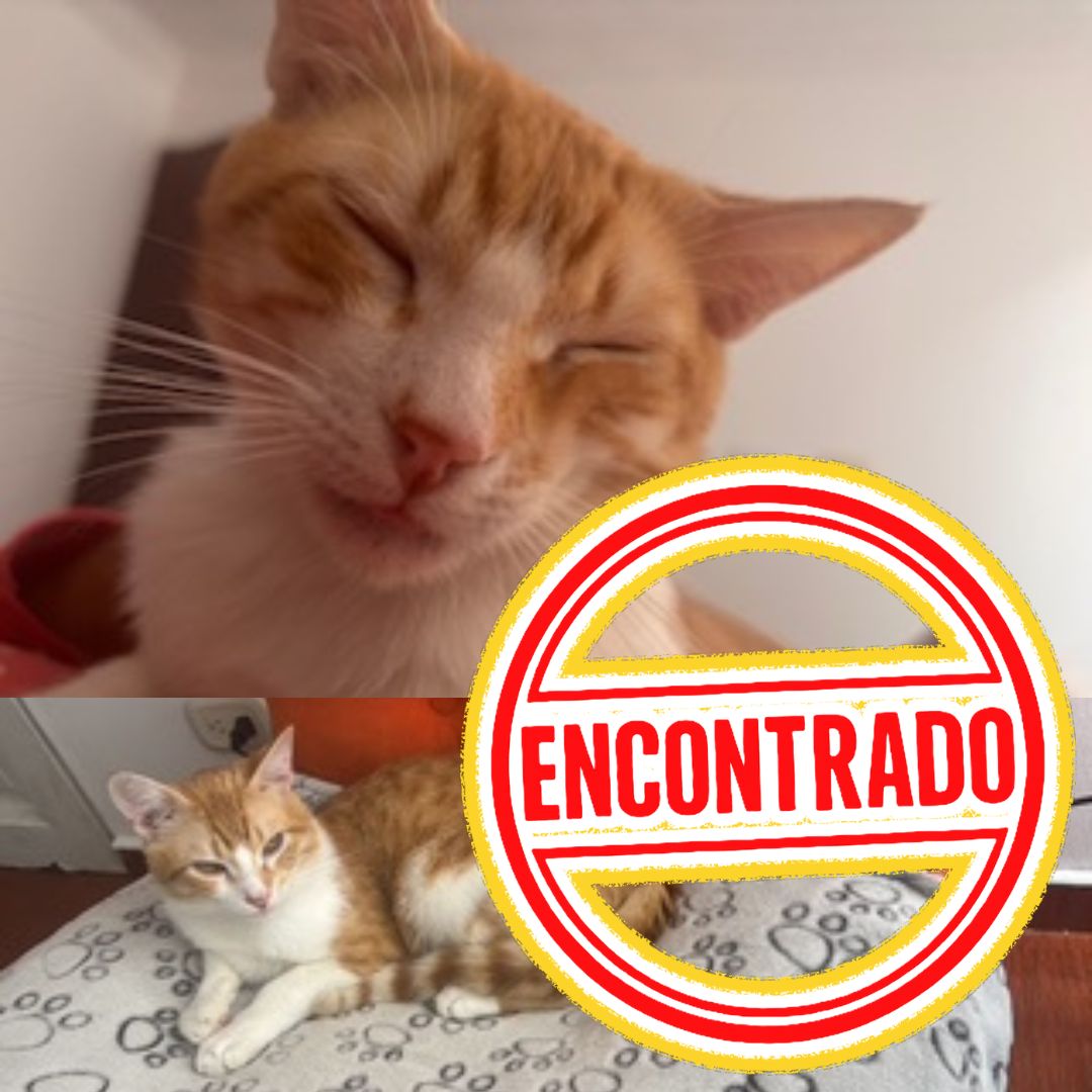 Gato Buñuelo