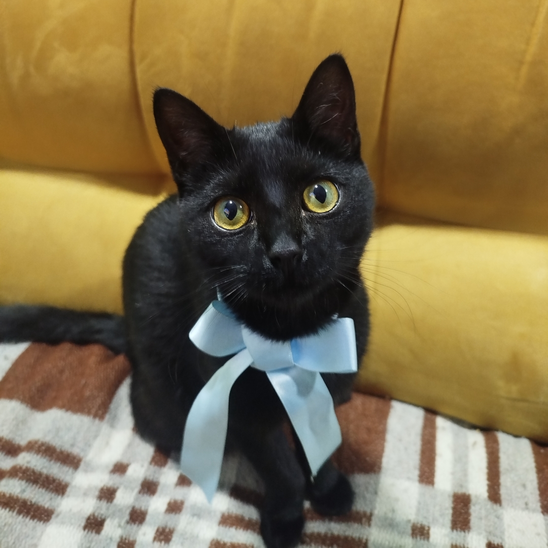 Gato nala