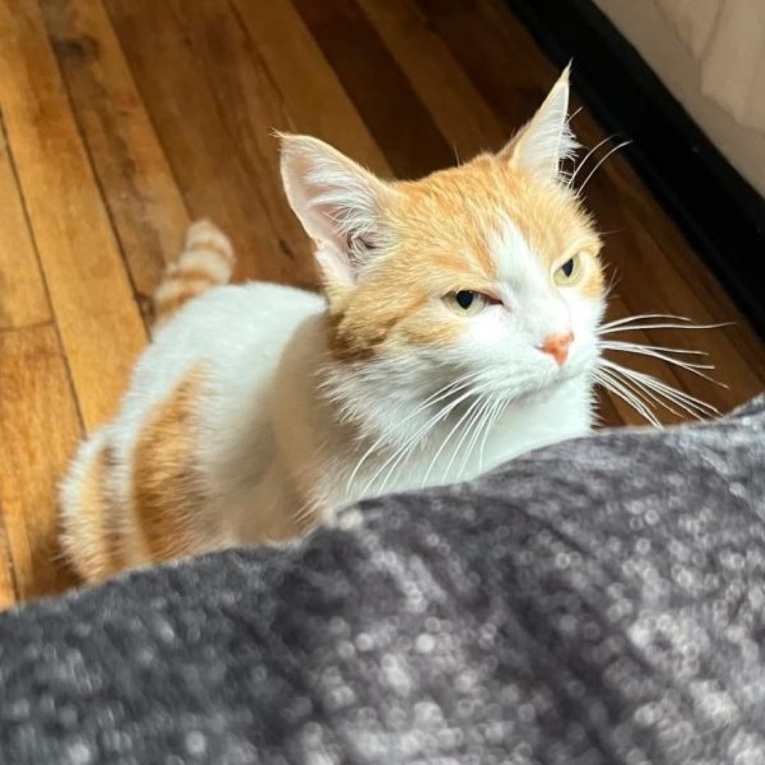 Gato Bella