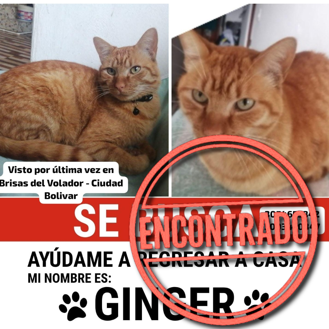 Gato Ginger