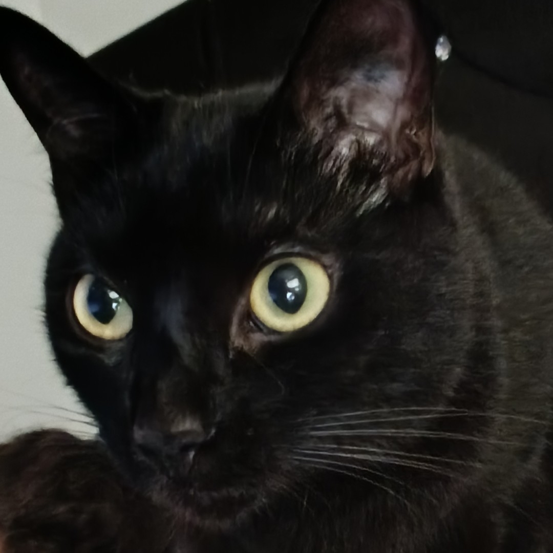 Gato Akira