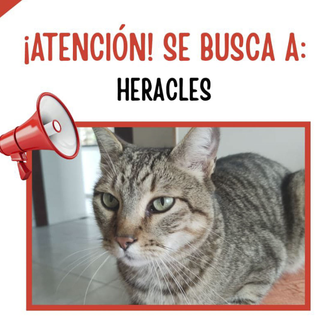 Gato Heracles