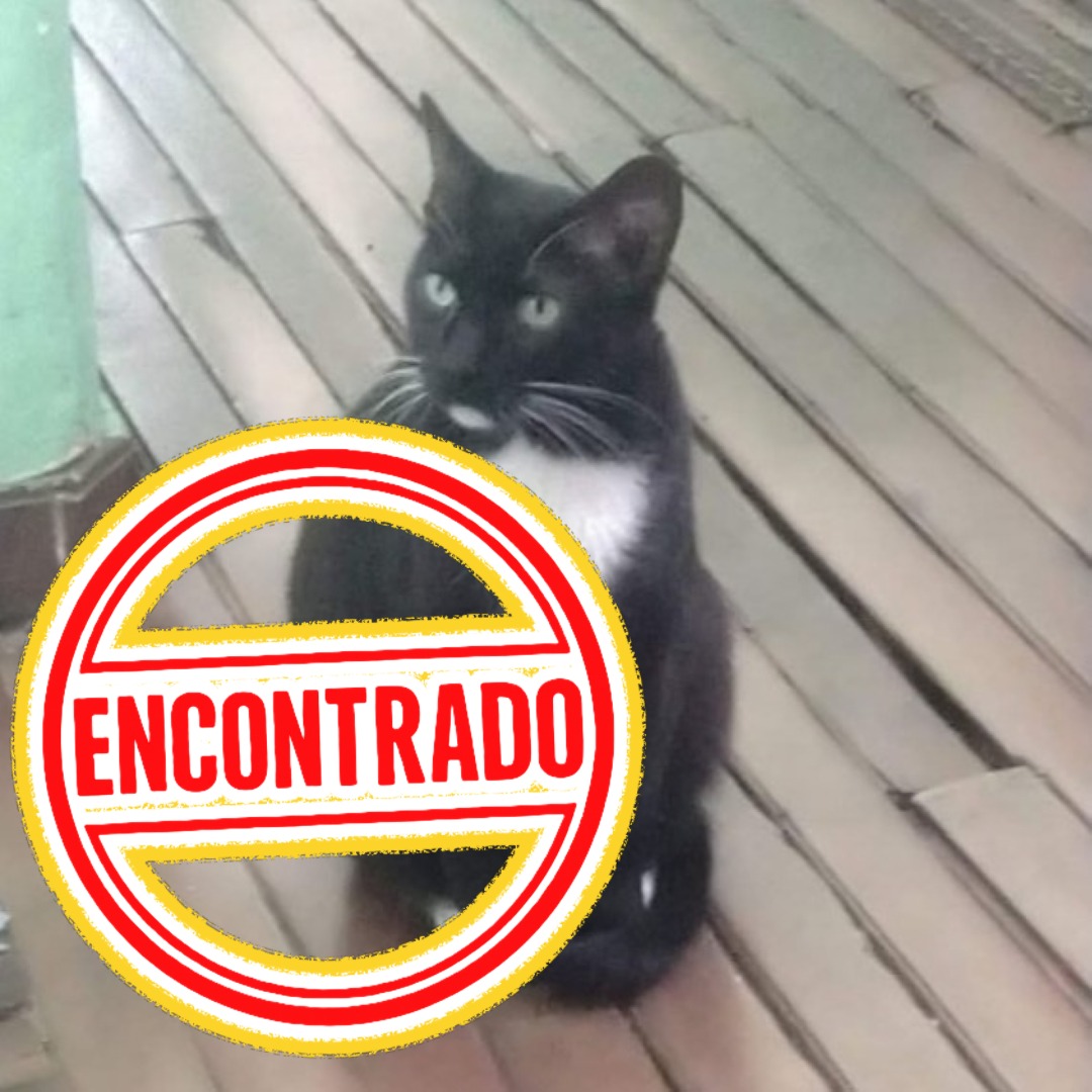 Gato Bigotes