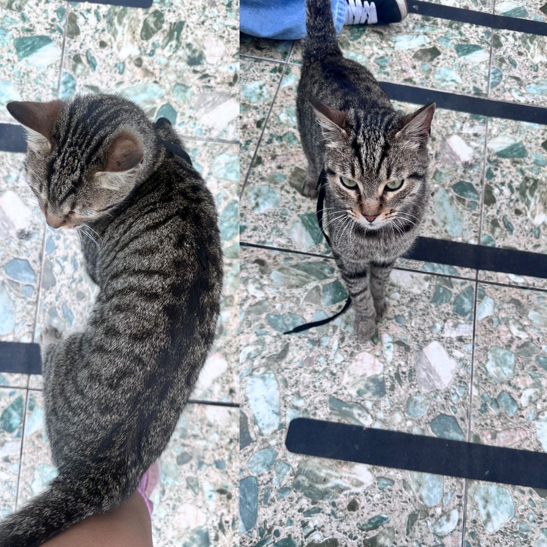 Gato nn