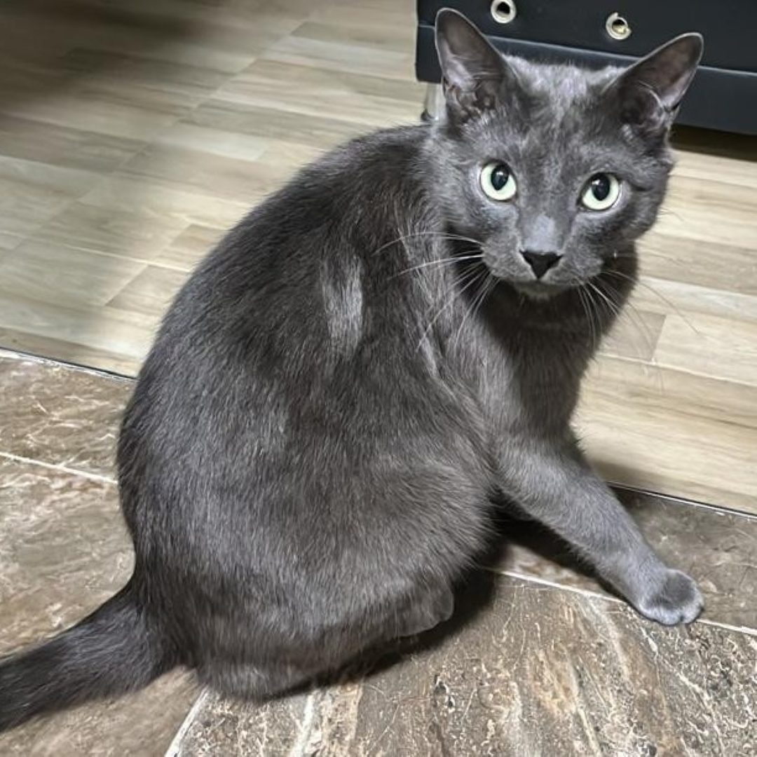 Gato Bruno