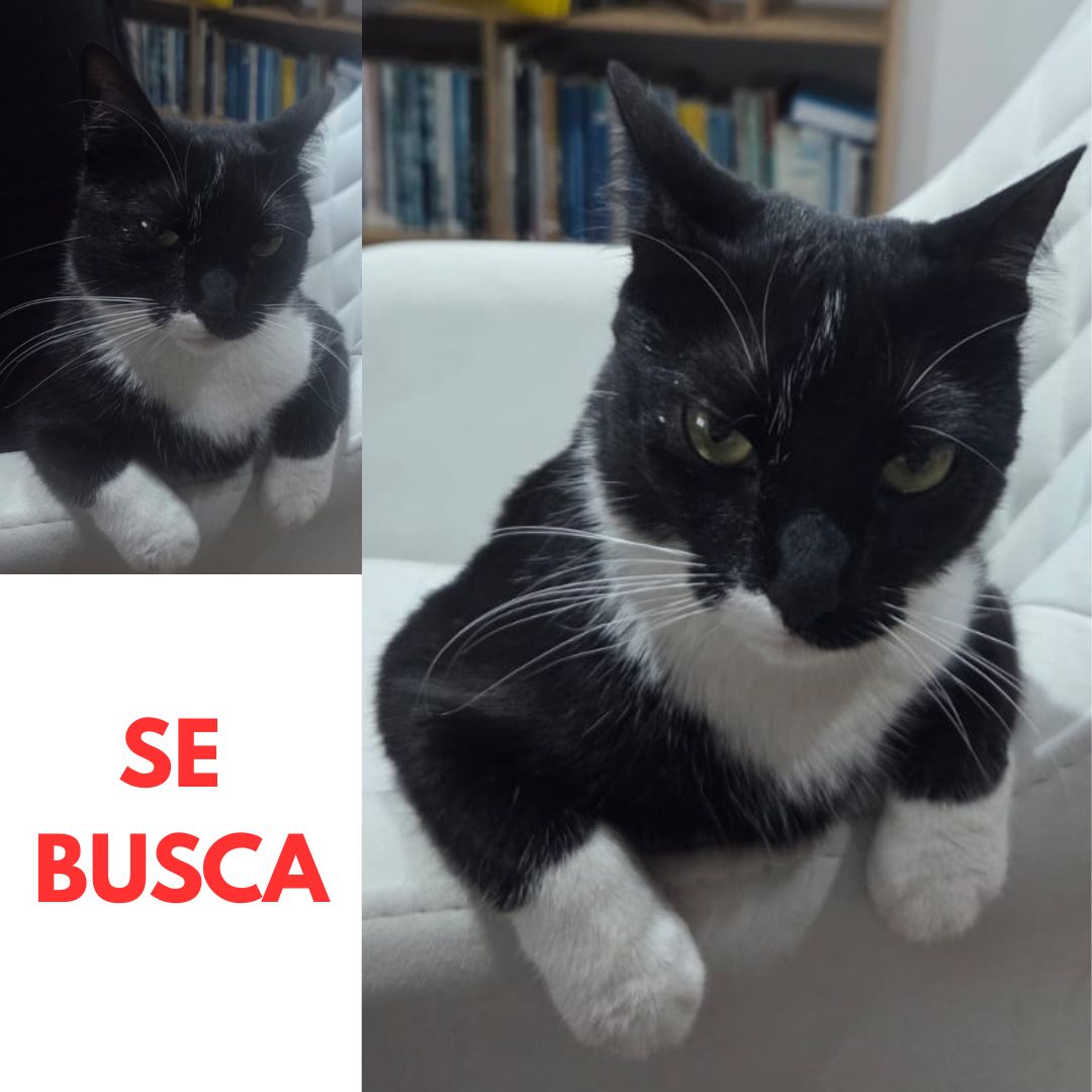 Gato Luna
