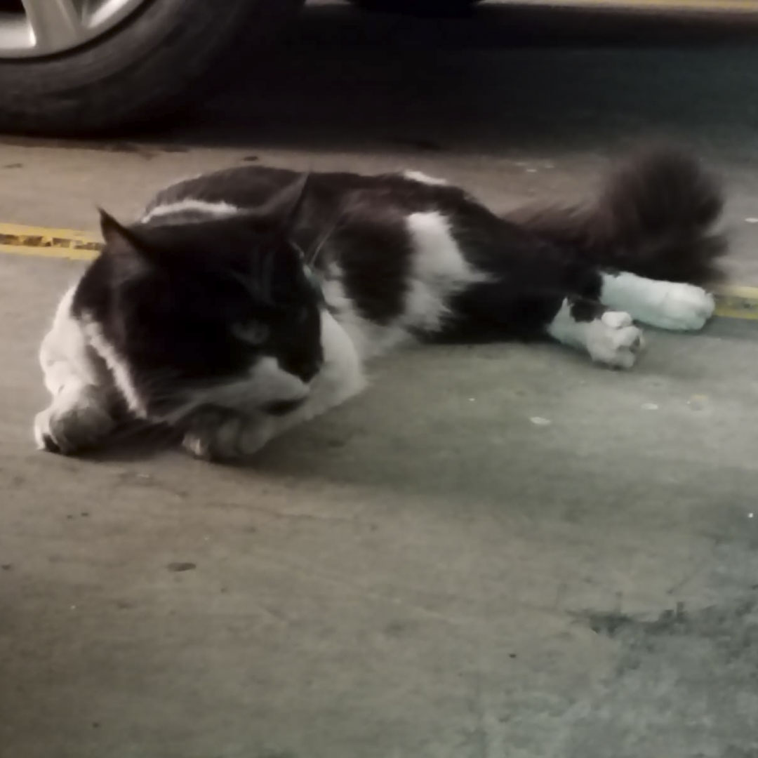 Gato NN