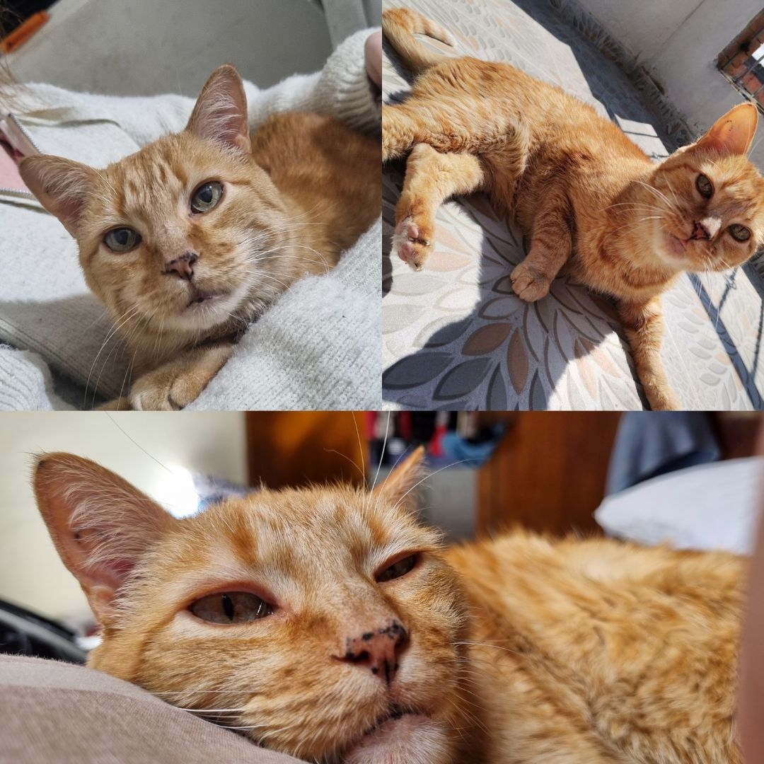 Gato Paco