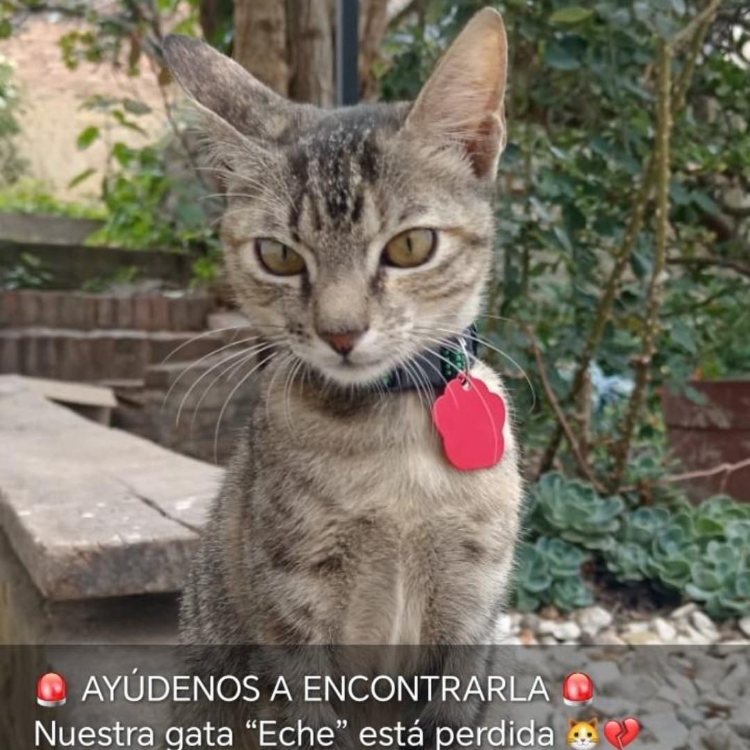 Gato Eche